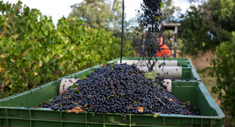 Grapes Halliday - Caroline Mackenzie